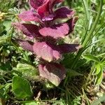 Ajuga pyramidalis Elinympäristö