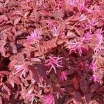 Monarda didyma Blad