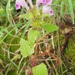 Lamium garganicum Flors