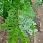 Caesalpinia echinata Hoja