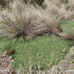 Plantago rigida Habit