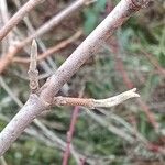 Viburnum lantana Cortiza