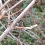 Viburnum lantana Кора