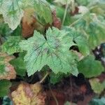 Pelargonium transvaalense Leaf