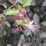 Capparis zeylanica Blüte