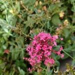 Valeriana lecoqii Flower