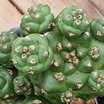 Euphorbia ritchiei List