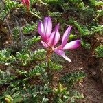 Hedysarum spinosissimum Flower