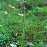 Orchis simia Συνήθη χαρακτηριστικά