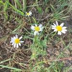 Anthemis cotula Blüte