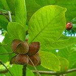 Terminalia catappa Fruit