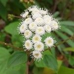 Ageratina adenophora Цвят