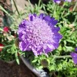 Scabiosa lucidaKvět