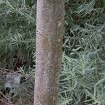 Quercus berberidifolia Rinde