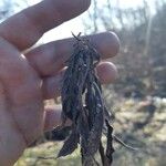 Solidago altissima Blatt