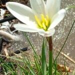 Zephyranthes candida 花