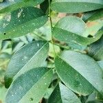Dalbergia odorifera Leaf