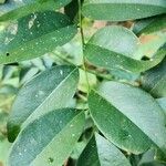 Dalbergia odorifera List