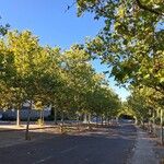 Platanus orientalisPokrój