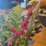 Astilbe japonicaFleur