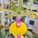 Epidendrum pseudepidendrum Flower