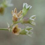 Scleranthus perennis Квітка