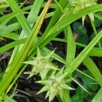 Carex grayi Habitus