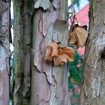 Acer griseum Bark