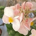 Begonia incarnata Flors