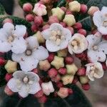 Viburnum tinus Blüte