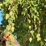 Betula pubescens Feuille