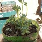 Sedum clavatum Листок