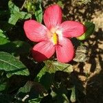 Abelmoschus moschatus Цветок