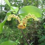 Monodora carolinae Flower