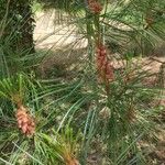 Pinus koraiensis Virág