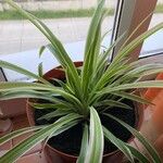 Chlorophytum comosum List