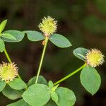 Euphorbia fragifera Leaf