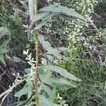 Solidago chilensis 葉