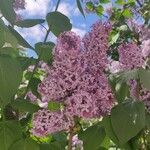 Syringa vulgarisFlor