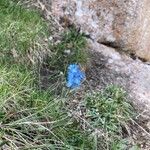 Myosotis asiatica Flor