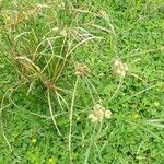 Cyperus luzulae Levél