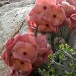 Hoodia gordonii Flower