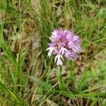 Neotinea tridentata Flower