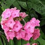 Phlox maculata Flor