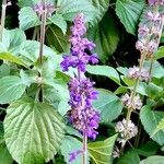 Salvia farinacea Flower