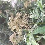 Buddleja saligna Fruit