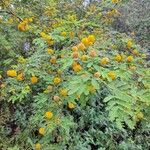 Vachellia farnesianaFlower