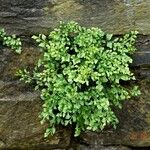 Asplenium ruta-muraria पत्ता