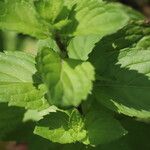 Mentha arvensis Blatt