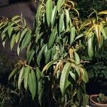 Ficus spp. Лист
